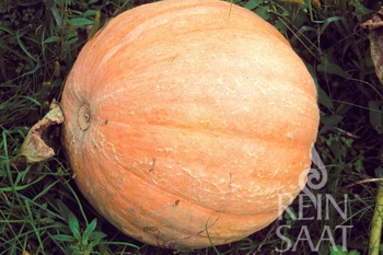 Krbis Gelber Zentner - Pflanze (BIO)