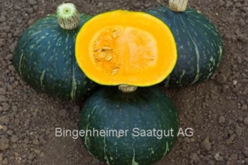 Krbis Green Hokkaido - Pflanze (BIO)