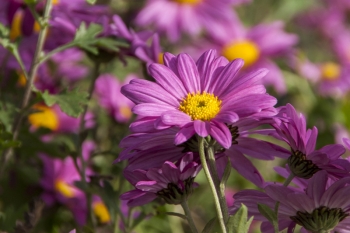 Chrysanthemum Indicum-Hybr. Rotes Kthchen - Herbst-Chrysantheme (BIO)