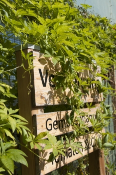 Inka-Gurke/ H�rnchenk�rbis - Pflanze (BIO)