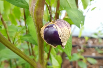 Violette Tomatillo Purple de Milpa - Pflanze (BIO)