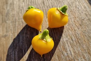 Chili Bonbon Pfefferoni - Pflanze (BIO), Schrfegrad 0