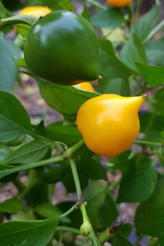 Chili Bonbon Pfefferoni - Pflanze (BIO), Sch�rfegrad 0