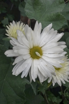 Chrysanthemum morifolium - Chinesische Tee-Chrysantheme (BIO)