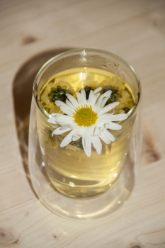 Chrysanthemum morifolium - Chinesische Tee-Chrysantheme (BIO)