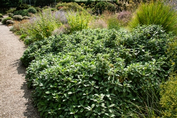 Salvia officinalis Berggarten - Breitbl�ttriger Gew�rzsalbei (BIO)