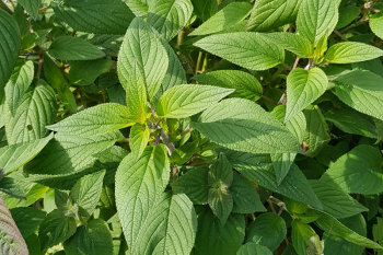 Salvia rutilans - Ananas-Salbei (BIO)