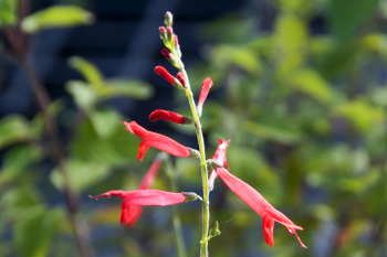 Salvia elegans Orange - Orangensalbei (BIO)