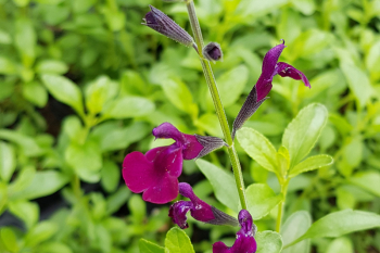 Salvia jamensis Nachtvlinder - Johannisbeer-Salbei (BIO)