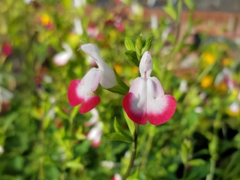 Salvia greggii Hot Lips - Pfirsichsalbei (BIO)