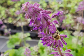 Salvia verticillata Purple Rain - Quirlbltiger Salbei