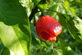 Chili Apocalypse - Pflanze (BIO), Schrfegrad 10 +++