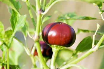 Chili Chocolate Cherry - Pflanze (BIO), Schrfegrad 2-3