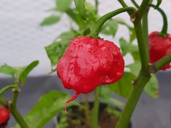 Chili Dragons Breath Stinger - Pflanze (BIO), Schrfegrad 10 ++