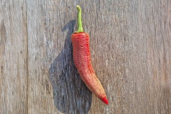 Chili Elephant - Pflanze (BIO), Schrfegrad 6