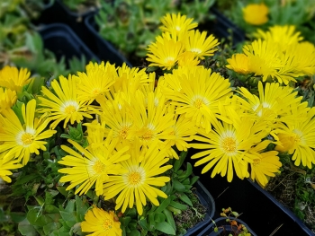Delosperma congestum Golden Nugget - Mittagsblume (BIO)
