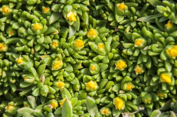 Delosperma congestum Golden Nugget - Mittagsblume (BIO)