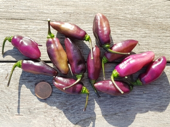 Chili Pimenta da Neyde - Pflanze (BIO), Schrfegrad 9-10