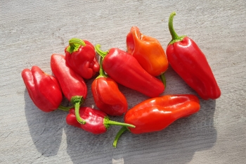 Paprika Trkische Gewrzpaprika - Pflanze (BIO), Schrfegrad 7