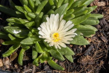 Delosperma congestum White Nugget - Mittagsblume (BIO)