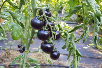 Tomate Fahrenheit Blues - Pflanze (BIO)