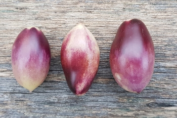 Tomate Indigo Kumquat - Pflanze (BIO)