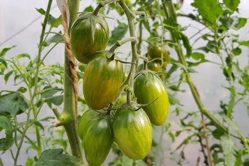 Tomate Lucky Tiger - Pflanze (BIO)