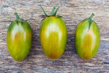 Tomate Lucky Tiger - Pflanze (BIO)