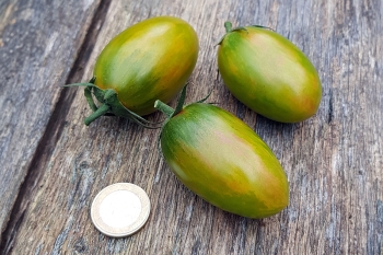 Tomate Lucky Tiger - Pflanze (BIO)