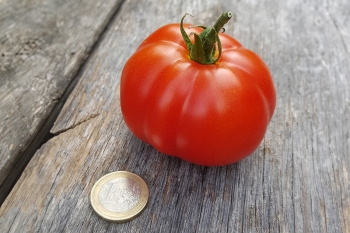 Tomate Marmande - Pflanze (BIO)