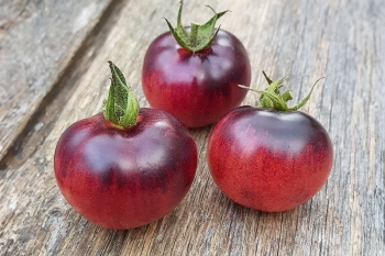 Tomate Painted Pink - Pflanze (BIO)