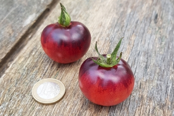 Tomate Painted Pink - Pflanze (BIO)