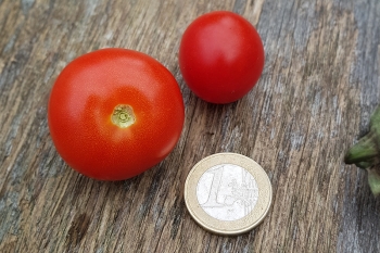 Tomate Primabella - Pflanze (BIO)