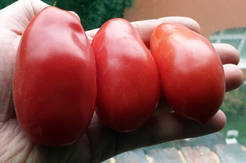Tomate Moskovskij Delikates - Pflanze (BIO)