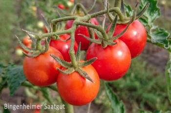 Tomate Resibella - Pflanze (BIO)