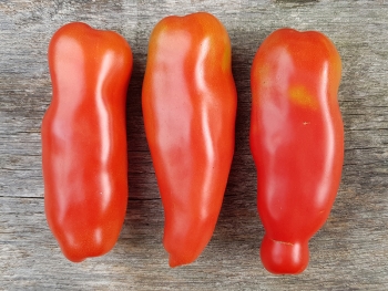 Tomate Willi-Tomate - Pflanze (BIO)