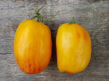 Tomate Yellow Fire - Pflanze (BIO)