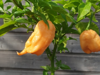 Chili Jays Peach Ghost Scorpion - Pflanze (BIO), Schrfegrad 10 +