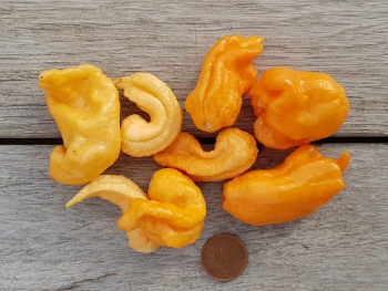 Chili Jays Peach Ghost Scorpion - Pflanze (BIO), Schrfegrad 10 +