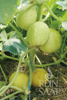 Zitronengurke, Salatgurke Limona - Pflanze (BIO)
