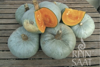 Krbis Bleu de Hongrie - Pflanze (BIO)