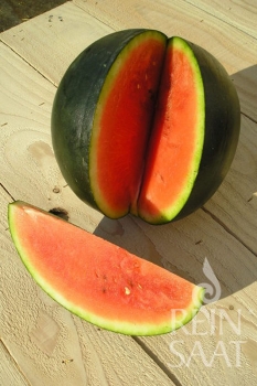 Wassermelone Crimson Sweet - Pflanze (BIO)