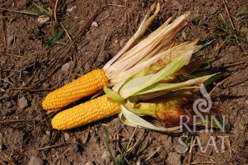 Zucker-Mais Ashworth - Pflanze (BIO), 6er Pack