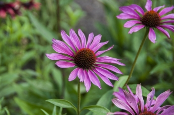 Echinacea purpurea Magnus Superior - Purpur-Sonnenhut (BIO)