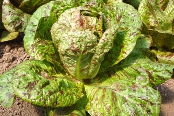 Romanasalat Forellenschluss - Pflanze (BIO), 6er Pack