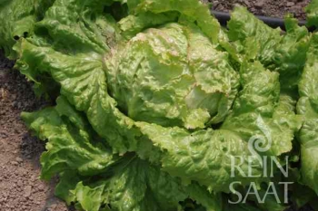 Eisbergsalat Grazer Krauthuptel - Pflanze (BIO), 6er Pack