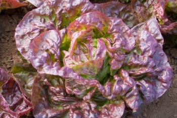 Kopfsalat Merveille des Quatre Saison - Pflanze (BIO), 6er Pack