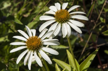 Echinacea purpurea White Swan - Weier Sonnenhut (BIO)