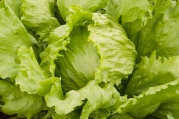 Eisbergsalat Saladin - Pflanze (BIO), 6er Pack