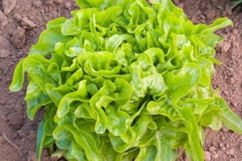 Pflcksalat Till - Pflanze (BIO), 6er Pack